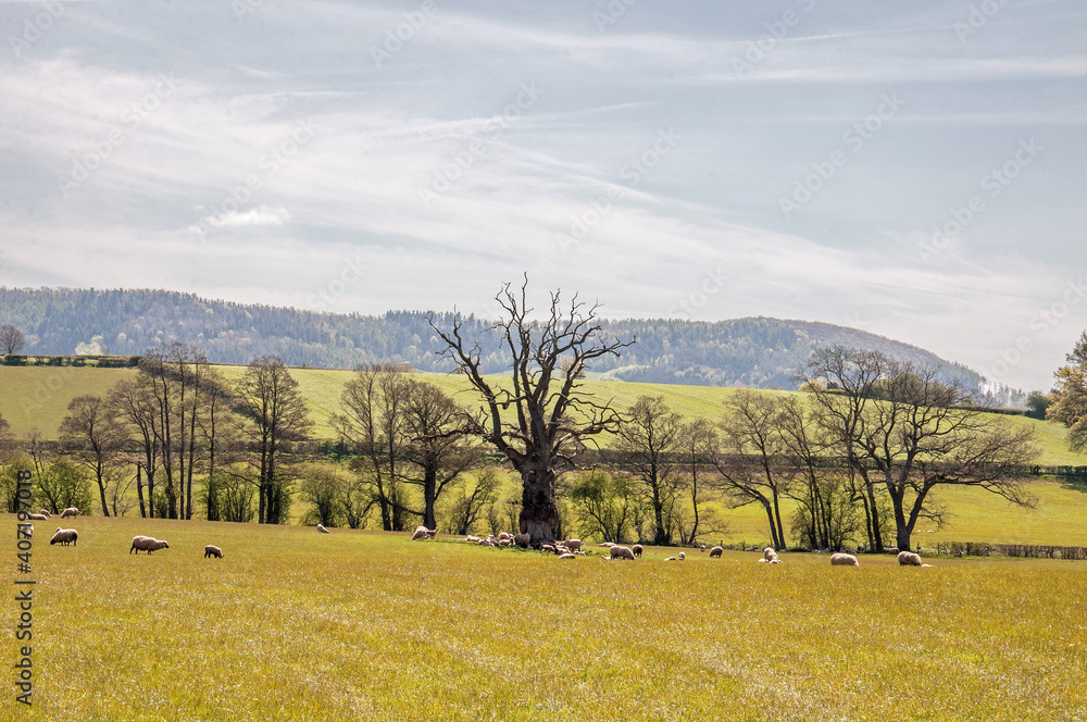 Fototapeta premium Sheep under the old oak tree
