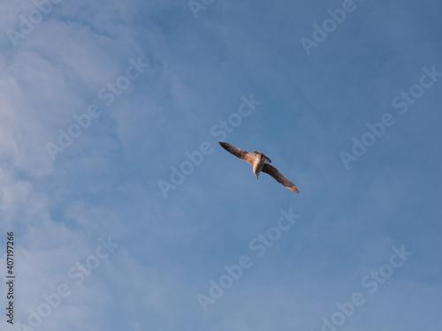 Seagull Flying On A Blue Sky