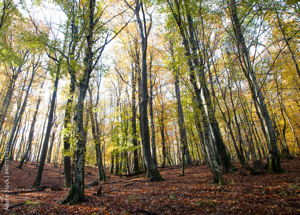 Obraz premium branches