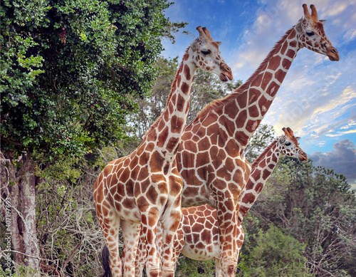 Giraffes inKenya
