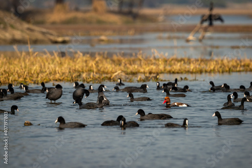 Red crested pochard a colorful bird floating in blue water with flock of eurasian coot in natural scenic background at keoladeo national park or bharatpur bird sanctuary rajasthan india - Netta rufina