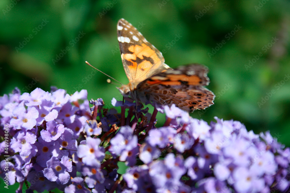 Butterfly on flower Butterfly on flower