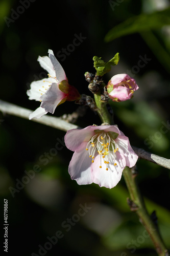 bee on a flower