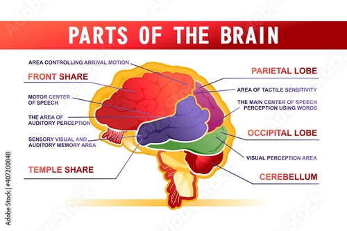 parts of the brain educational scheme