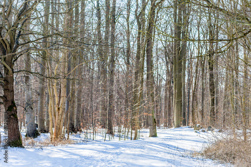 Wallpaper Mural Winterwald Torontodigital.ca