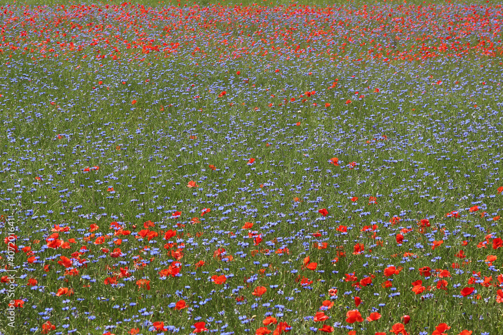 field of red poppies and blue cornflowers. summertime
