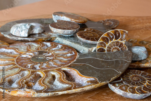 A pile of ammonites, perspective view