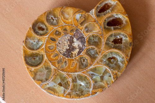 Сalcite-substituted ammonite 