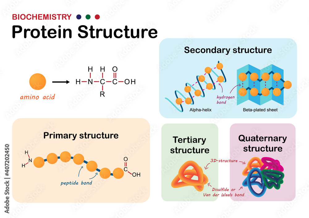 biochemistry-diagram-show-levels-of-protein-structure-from-amino-acid