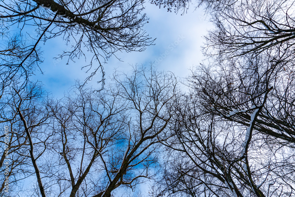 Tree crowns from bottom to top in winter and blue spring sky Tree crowns from bottom to top in winter and blue spring sky