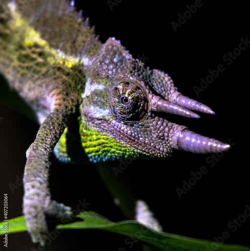 close up of young jackson chamaleon (trioceros jacksonii) in its natural habitat in urban nairobi photo