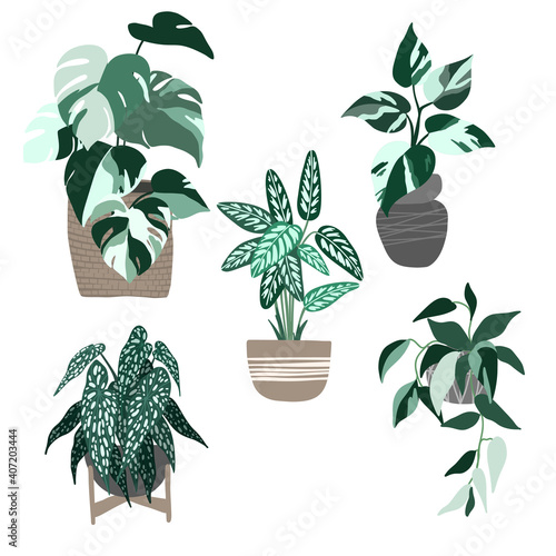 Set of five variegated house plants in pots
