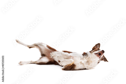 brown and white border collie dog