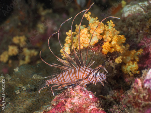 Juvenile Common lionfish in a coral reef (Mergui archipelago, Myanmar)
