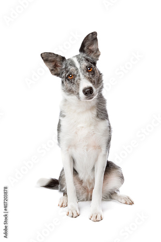 blue merle border collie dog