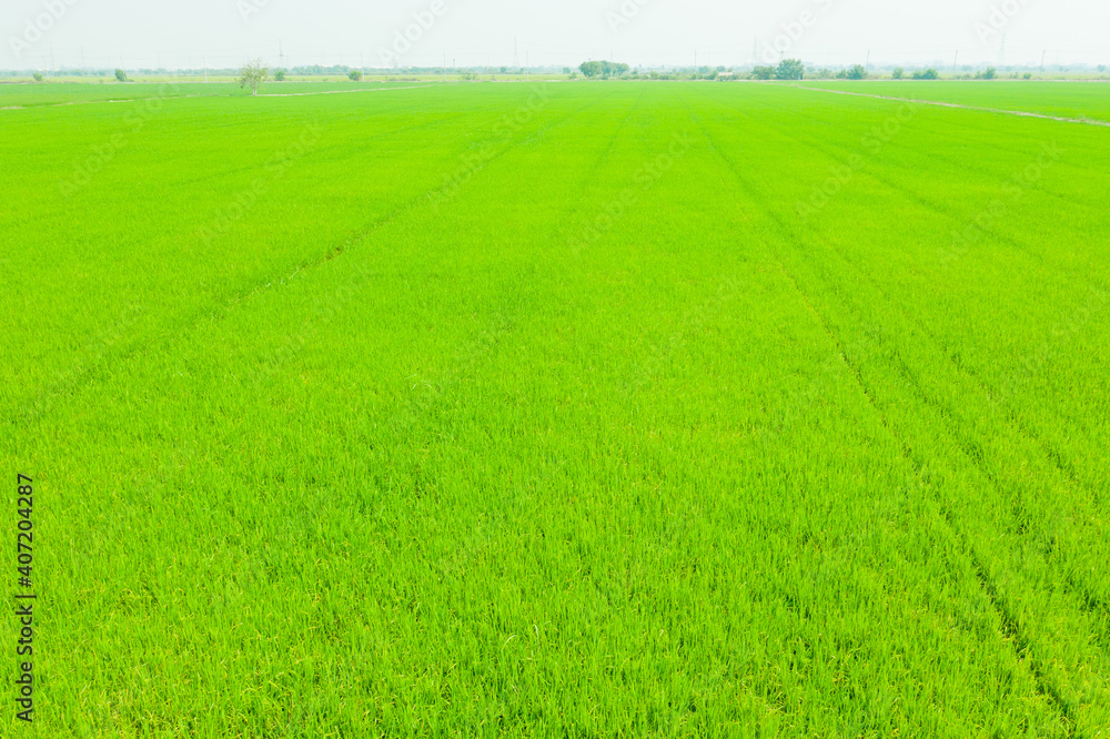 Obraz premium aerial view from flying drone of Field rice with landscape green pattern nature background, top view field rice 