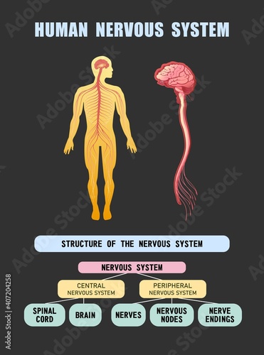human nervous system educational scheme