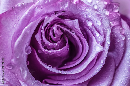 floral background of a purple rose in drops of water macro