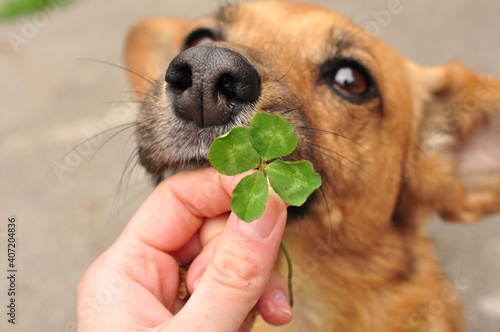 Canvas Print Glücklicher Hund mit 4 blättrigem Kleeblatt