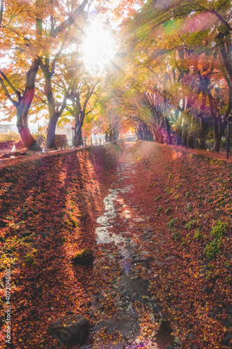 川沿いに生えた綺麗に咲く紅葉