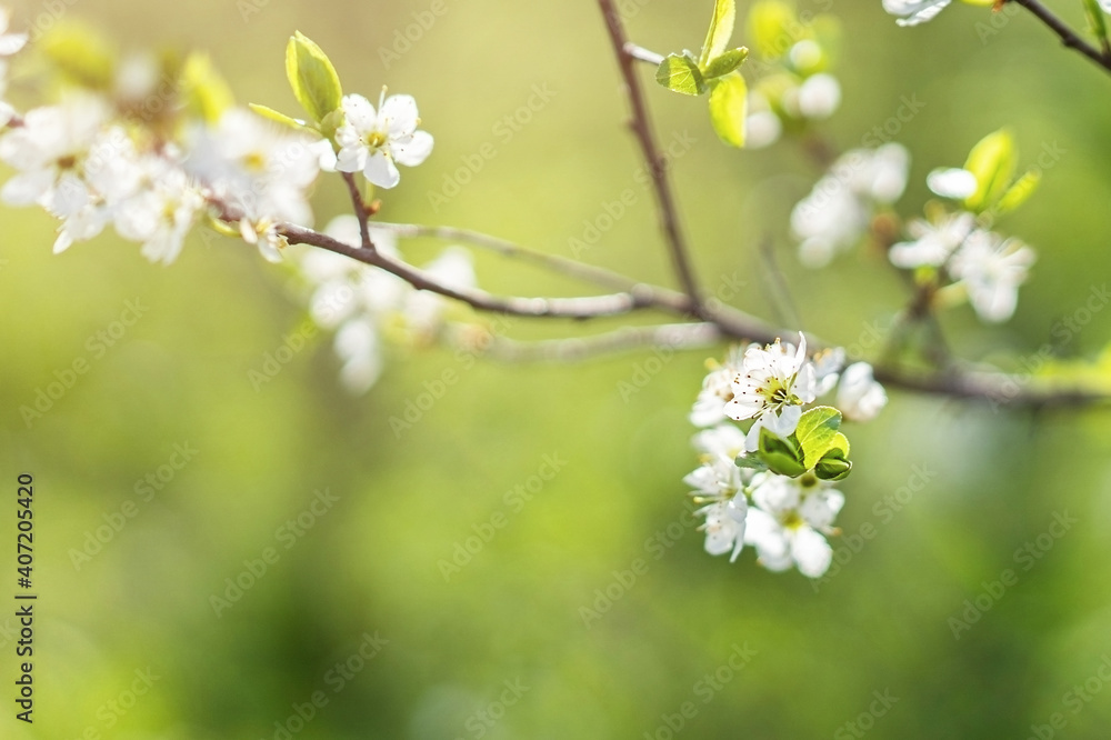 Cherry tree flowers in the sun Cherry tree flowers in the sun
