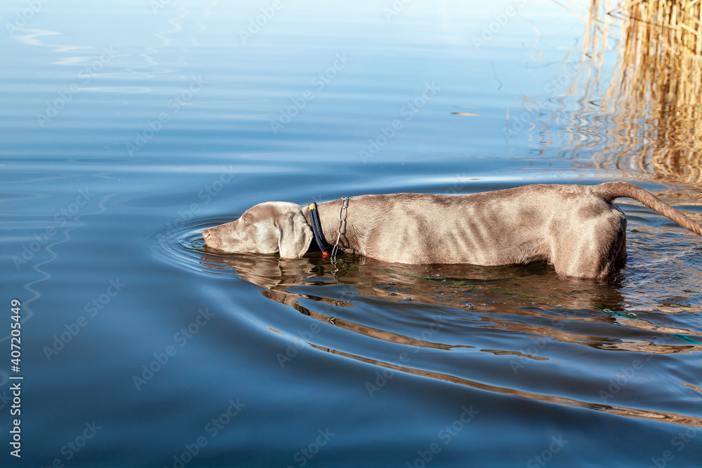 Obraz premium Junger Weimaraner Jagdhund lernt das schwimmen in einem See