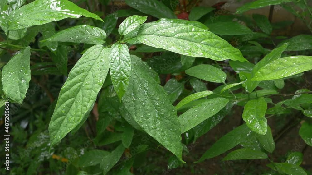 Drops of rain falling on the leaves
Drops of rain falling on the leaves