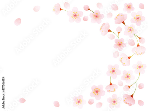 Fototapeta Naklejka Na Ścianę i Meble -  水彩風 桜の装飾イラスト