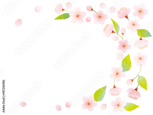 水彩風 葉桜の装飾イラスト