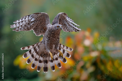 Northern Goshawk  accipiter gentilis  flying just before landing  in the forest in the Netherlands