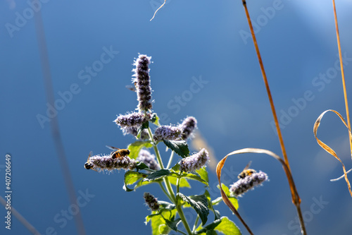 Bee over flower bee amazing,honeybee pollinated of purpal flower photo