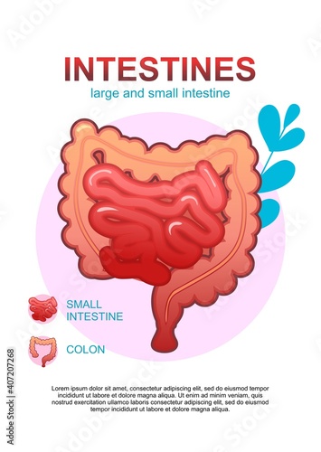 internal organs gastrointestinal tract poster