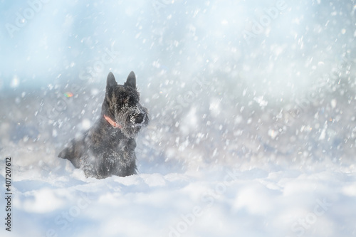 Black scotch terrier puppy for a walk on a winter day in the snow