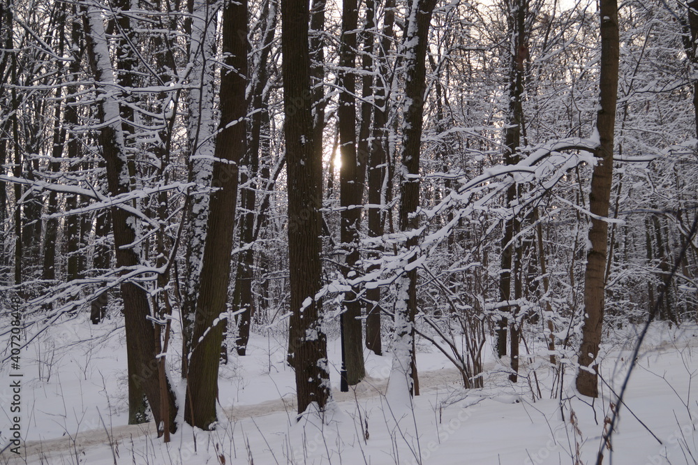Fototapeta premium snow covered trees