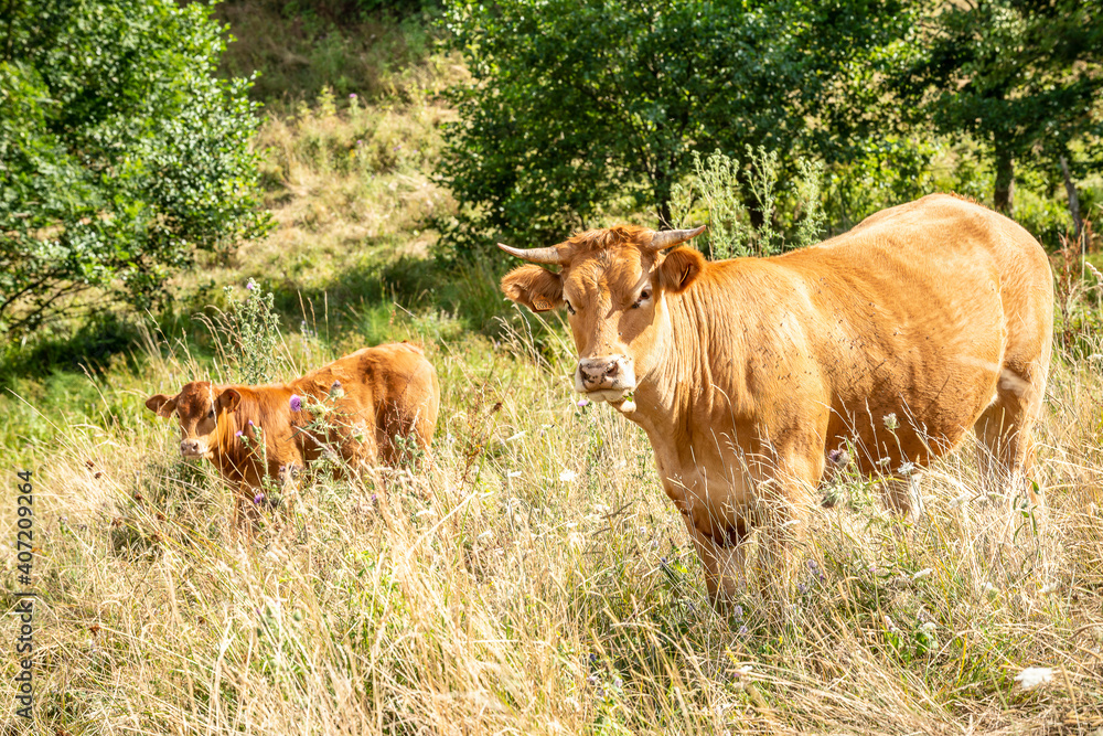 Fototapeta premium LIGURIA