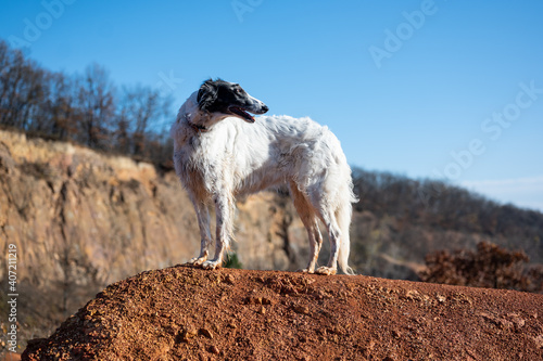 Russian wolfhound - borzoi dog on the rock