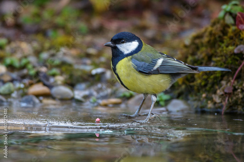 Kohlmeise (parus major)