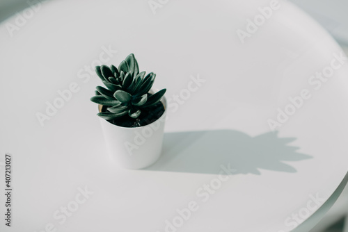 Cactus on a white round table