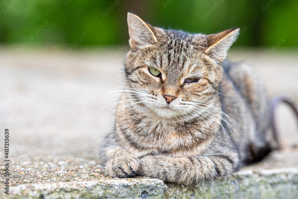 Homeless street cat with hurt on eye, sad cat with open wound on face Homeless street cat with hurt on eye, sad cat with open wound on face