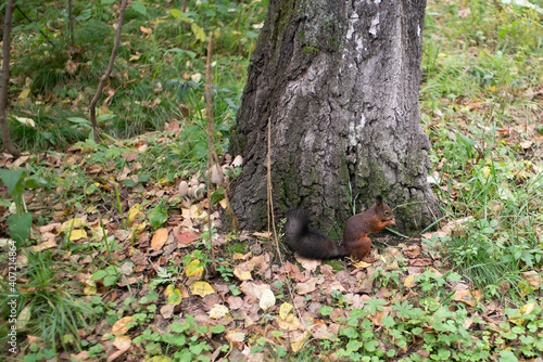 A squirrel eats nuts at the foot of a tree.