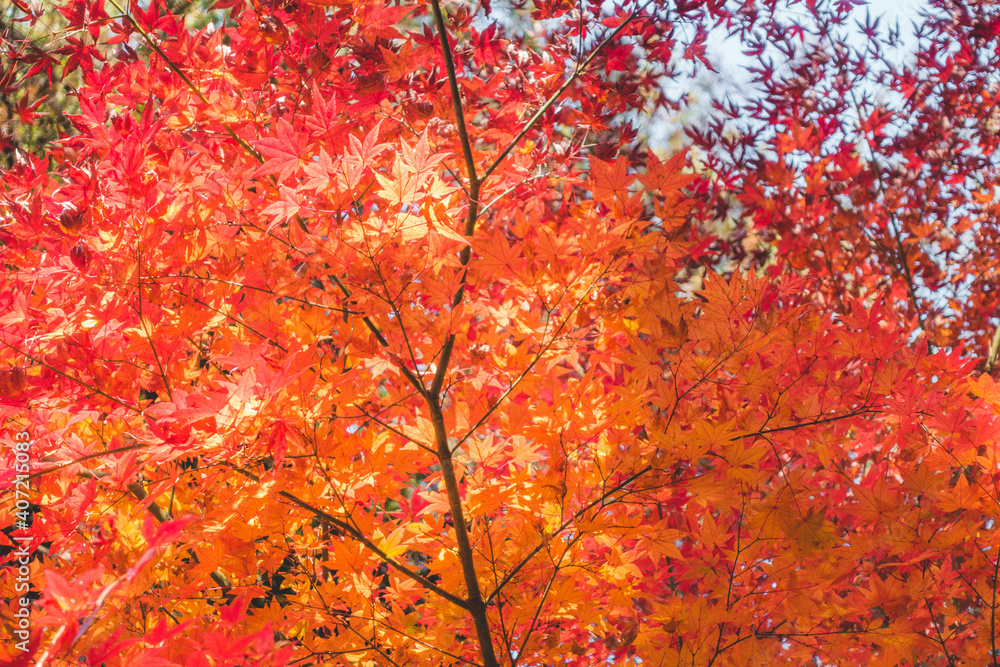 鮮やかに咲く紅葉の葉