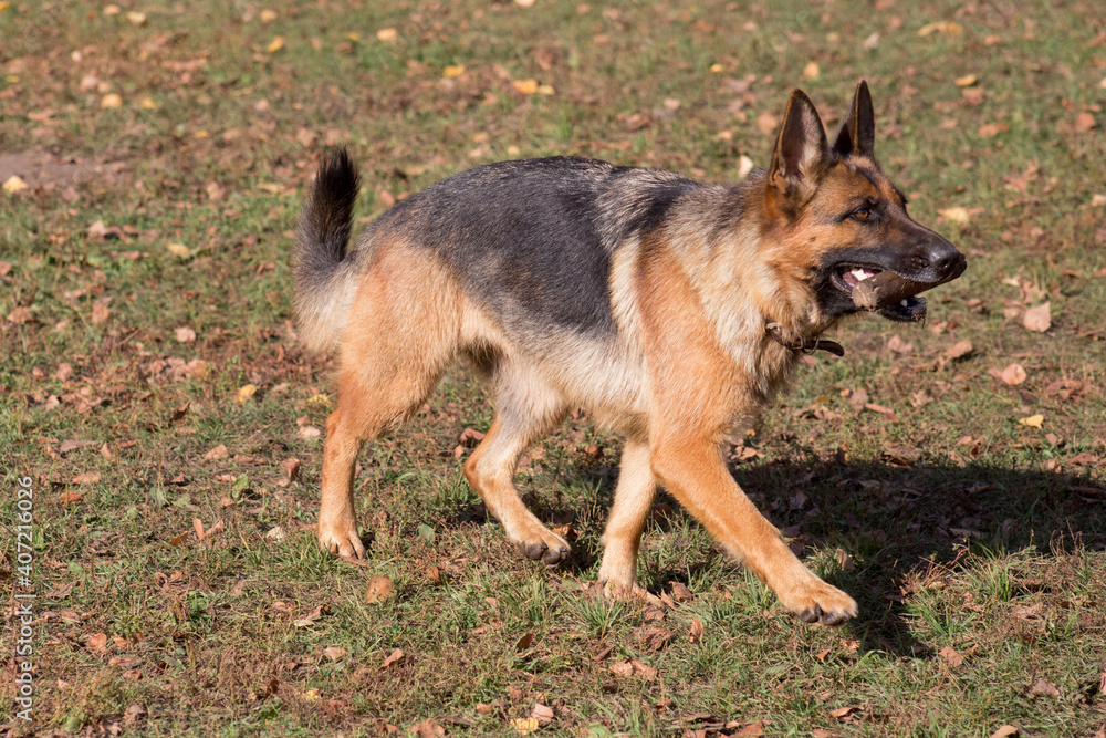 Cute german shepherd dog is running with stick in his teeth in the autumn park. Pet animals. Cute german shepherd dog is running with stick in his teeth in the autumn park. Pet animals.