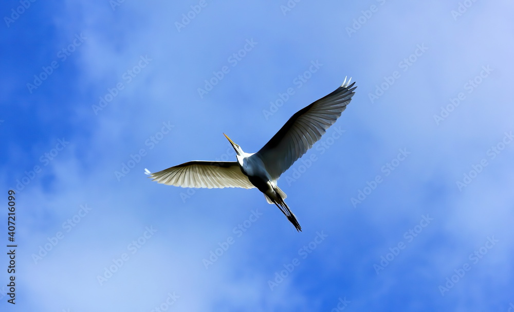 Wing spread Great egret against blue cloud background. Ardea alba. Wing spread Great egret against blue cloud background. Ardea alba.