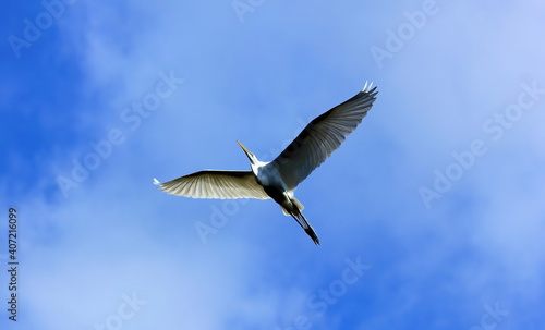 Wing spread Great egret against blue cloud background. Ardea alba.