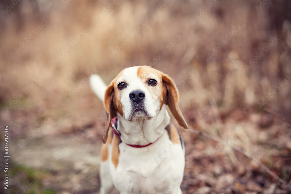 Portrait of an beagle in the nature. Dog on a walk. Dog with dry grass