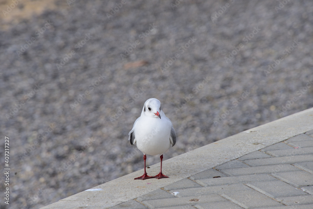 Obraz premium Seagull standing on the parapet calmly watches what is happening 