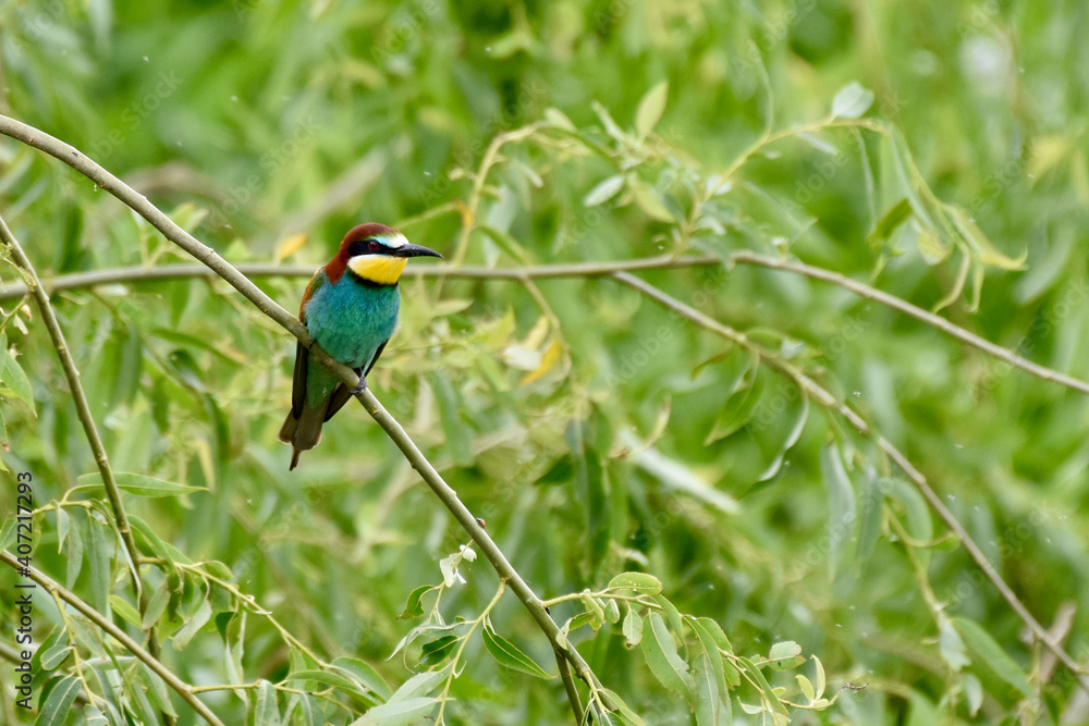 Merops apiaster - European bee-eater Merops apiaster - European bee-eater