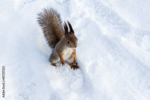 Squirrel on its hind legs in the snow