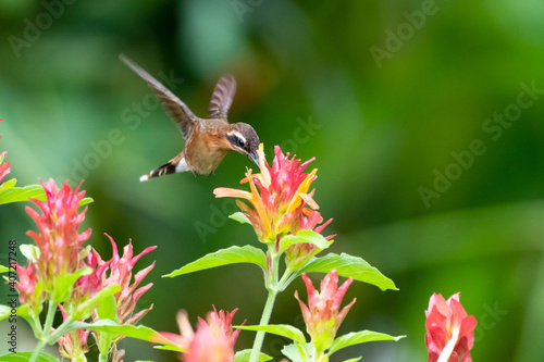 A Little Hermit hummingbird feeding on a Shrimp Plant with a green background. Wildlife in nature. Bird in flight.
