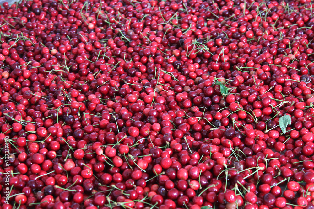 harvest of red sweet cherries. natural texture of berries harvest of red sweet cherries. natural texture of berries